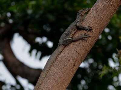 Monitor lizard (1)